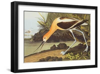 American Avocet - Black Framed Art Print Wall Art, 18x12