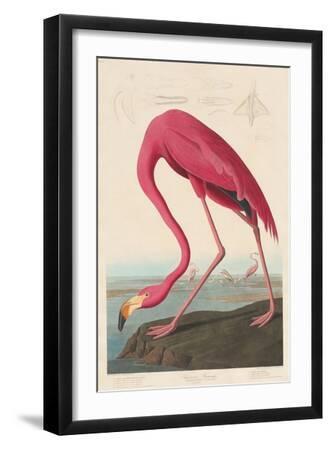 American Flamingo, 1838 - Black Framed Art Print Wall Art, 12x18