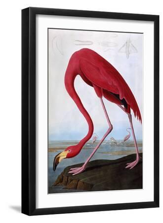 American Flamingo - Black Framed Art Print Wall Art, 12x18
