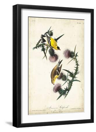 American Goldfinch - Black Framed Art Print Wall Art, 12x18
