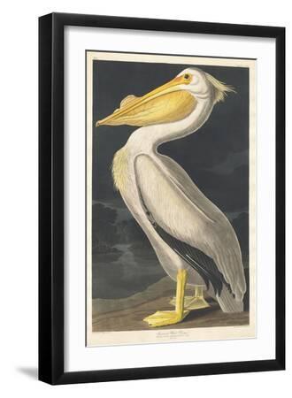 American White Pelican, 1836 - Black Framed Art Print Wall Art, 12x18