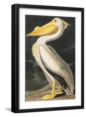 American White Pelican, Pelecanus Erythrorhynchos, from the Birds of America by John J. Audubon, Pu - Black Framed Art Print Wall Art, 12x18
