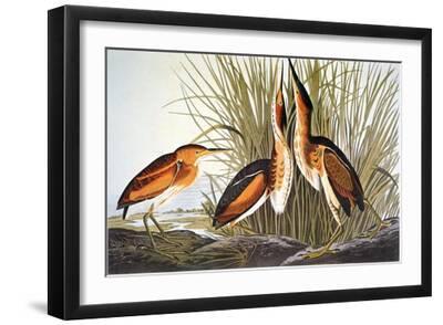 Audubon: Bittern - Black Framed Art Print Wall Art, 18x12