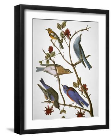 Audubon: Bluebirds - Black Framed Art Print Wall Art, 12x16
