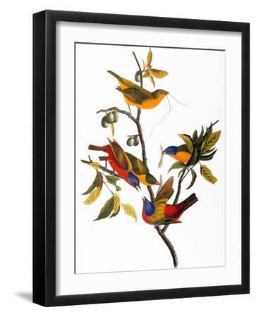Audubon: Bunting, 1827 - Black Framed Art Print Wall Art, 12x16