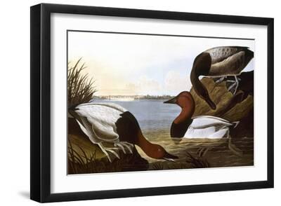 Audubon: Canvasback, 1827 - Black Framed Art Print Wall Art, 18x12