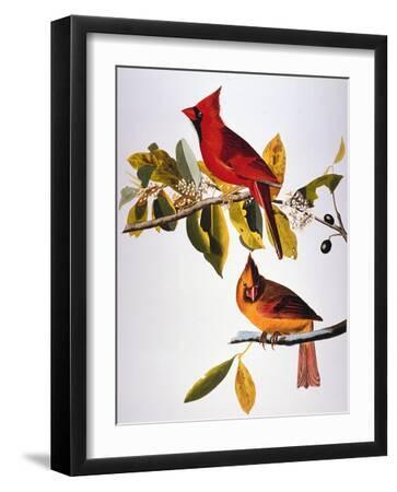 Audubon: Cardinal - Black Framed Art Print Wall Art, 12x16