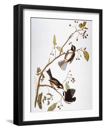 Audubon: Chickadee - Black Framed Art Print Wall Art, 12x16