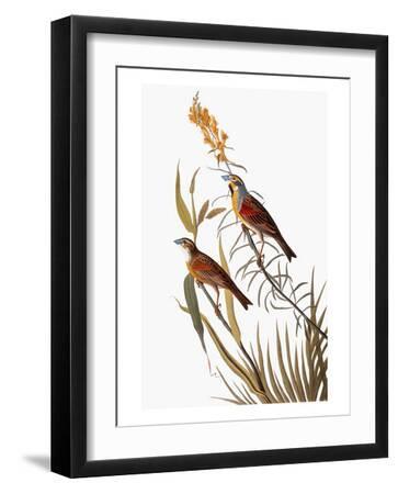 Audubon: Dickcissel - Black Framed Art Print Wall Art, 12x16