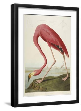Audubon: Flamingo, 1827 - Black Framed Art Print Wall Art, 12x18