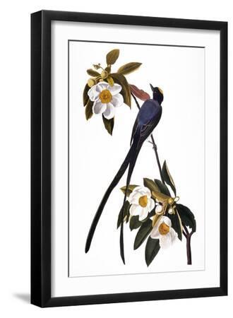 Audubon: Flycatcher, 1827 - Black Framed Art Print Wall Art, 12x18