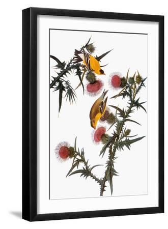 Audubon: Goldfinch - Black Framed Art Print Wall Art, 12x18