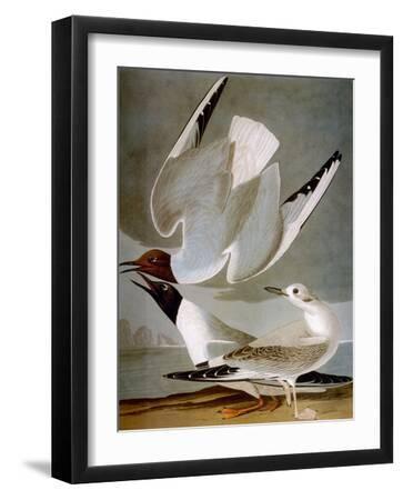 Audubon: Gull - Black Framed Art Print Wall Art, 12x16