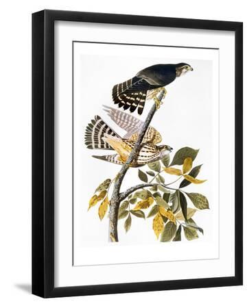 Audubon: Hawk - Black Framed Art Print Wall Art, 12x16