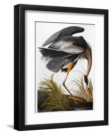 Audubon: Heron - Black Framed Art Print Wall Art, 9x12