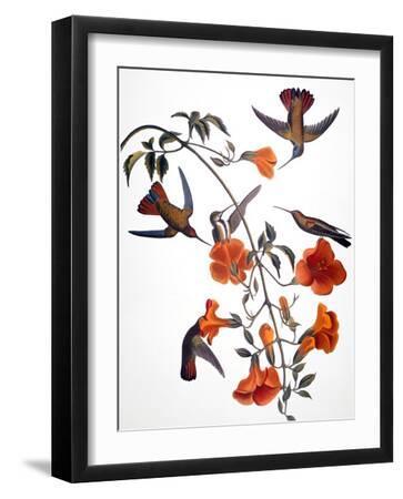 Audubon: Hummingbird - Black Framed Art Print Wall Art, 12x16