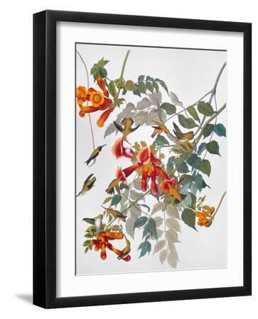 Audubon: Hummingbird - Black Framed Art Print Wall Art, 12x16