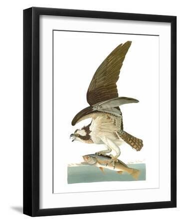 Audubon: Osprey - Black Framed Art Print Wall Art, 12x16