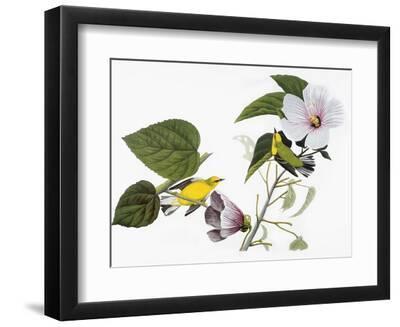 Audubon: Warbler, 1827-38 - Black Framed Art Print Wall Art, 12x9