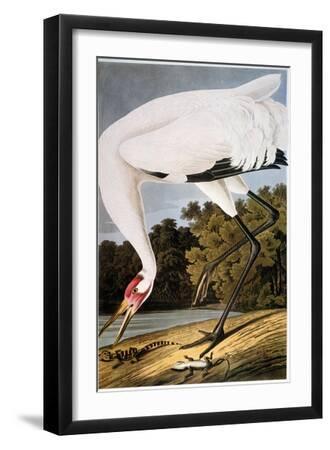 Audubon: Whooping Crane - Black Framed Art Print Wall Art, 12x18