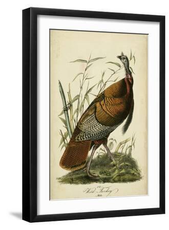 Audubon Wild Turkey - Black Framed Art Print Wall Art, 12x18
