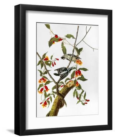 Audubon: Woodpecker, 1827 - Black Framed Art Print Wall Art, 9x12