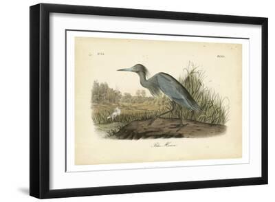 Audubon's Blue Heron - Black Framed Art Print Wall Art, 18x12