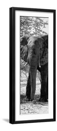 Awesome South Africa Collection Panoramic - Old African Elephant B&W - Black Framed Art Print Wall Art, 8x24 Awesome South Africa Collection Panoramic - Old African Elephant B&W - Black Framed Art Print Wall Art, 8x24