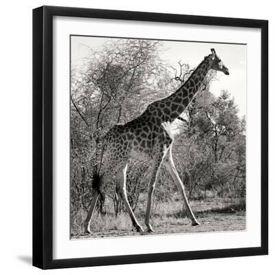 Awesome South Africa Collection Square - Giraffe Profile B&W - Black Framed Art Print Wall Art, 16x16 Awesome South Africa Collection Square - Giraffe Profile B&W - Black Framed Art Print Wall Art, 16x16