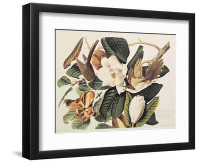 Black-Billed Cuckoo on Magnolia Grandiflora, 1828 - Black Framed Art Print Wall Art, 12x9