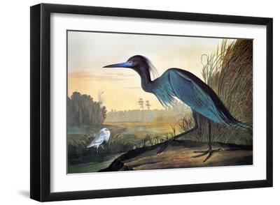 Blue Crane or Heron - Black Framed Art Print Wall Art, 18x12