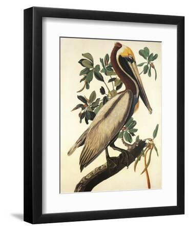 Brown Pelican - Black Framed Art Print Wall Art, 9x12