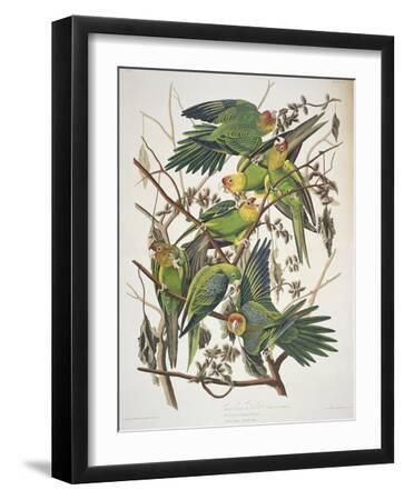 Carolina Parakeet, from "Birds of America," 1829 - Black Framed Art Print Wall Art, 12x16