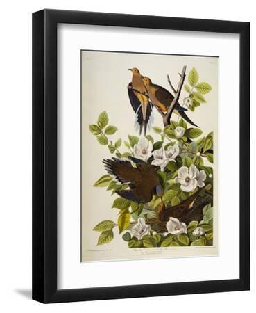 Carolina Turtledove. Mourning Dove, - Black Framed Art Print Wall Art, 9x12