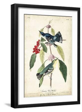Cerulean Wood Warbler - Black Framed Art Print Wall Art, 12x18