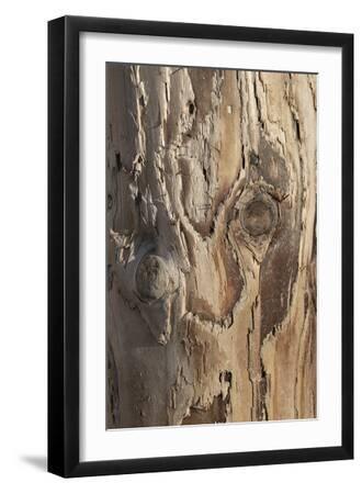 Driftwood Lines - Trace - Black Framed Art Print Wall Art, 12x18 Driftwood Lines - Trace - Black Framed Art Print Wall Art, 12x18
