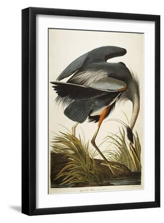 Great Blue Heron - Black Framed Art Print Wall Art, 12x18