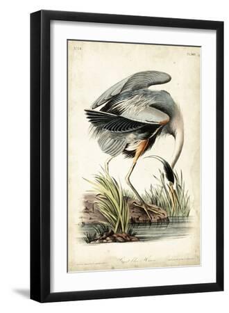 Great Blue Heron - Black Framed Art Print Wall Art, 12x18