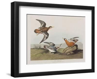 Illustration from 'Birds of America', 1827-38 - Black Framed Art Print Wall Art, 12x9