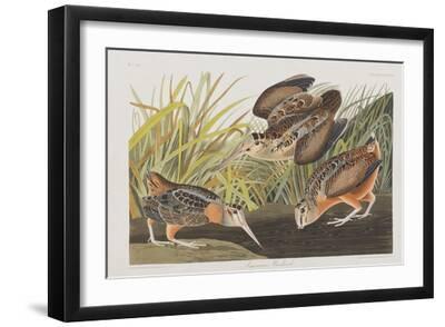 Illustration from 'Birds of America', 1827-38 - Black Framed Art Print Wall Art, 18x12