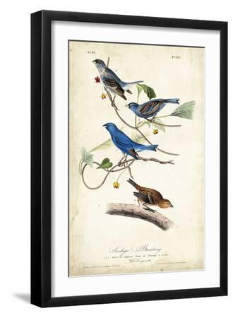 Indigo Bunting - Black Framed Art Print Wall Art, 12x18