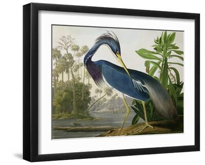 Louisiana Heron - Black Framed Art Print Wall Art, 16x12