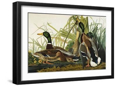 Mallard Duck. Mallard (Anas Platyrhynchos), Plate Ccxxi, from 'The Birds of America' - Black Framed Art Print Wall Art, 18x12