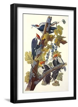 Pileated Woodpecker - Black Framed Art Print Wall Art, 12x18