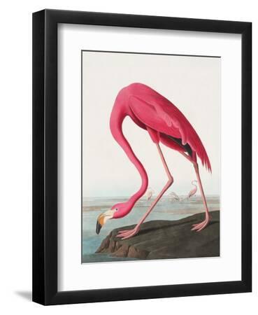 Pink Flamingo Ii from Birds of America (1827) - Black Framed Art Print Wall Art, 9x12