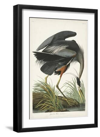 Pl 211 Great Blue Heron - Black Framed Art Print Wall Art, 12x18