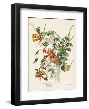 Pl 47 Ruby-throated Hummingbird - Black Framed Art Print Wall Art, 9x12