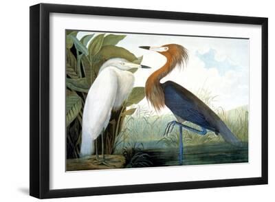Reddish Egret, - Black Framed Art Print Wall Art, 18x12