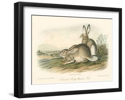 Rocky Mountain Hare - Black Framed Art Print Wall Art, 16x12