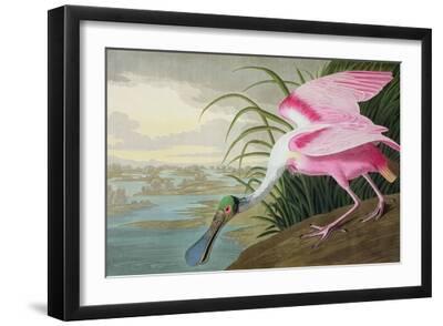 Roseate Spoonbill, Platalea Leucorodia, from 'The Birds of America', 1836 - Black Framed Art Print Wall Art, 18x12